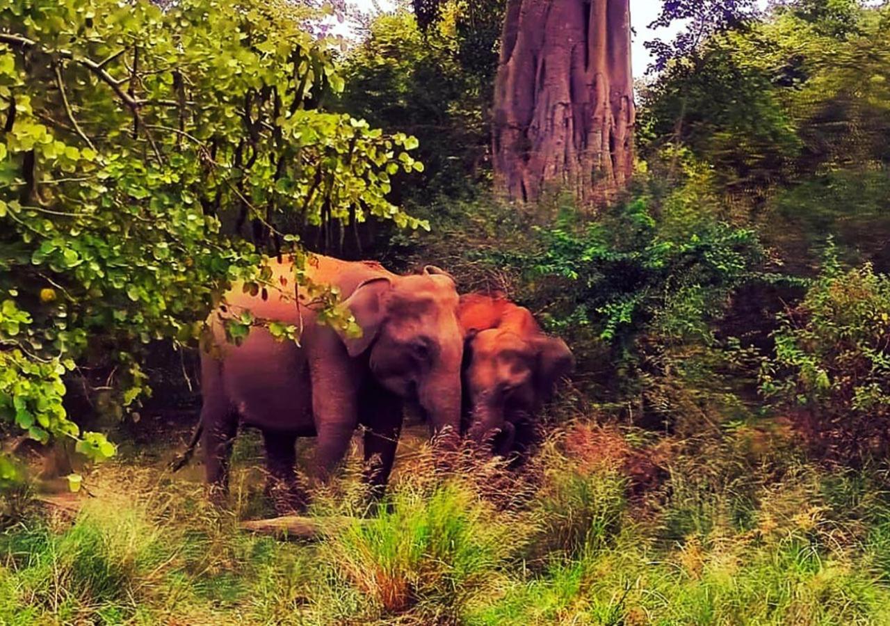 Elephant Paradise Safari Bungalow Udawalawe Dış mekan fotoğraf
