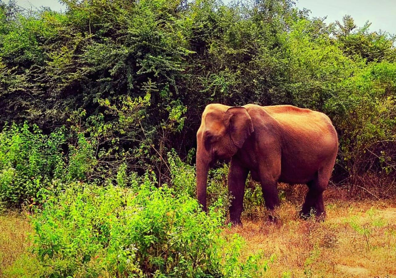 Elephant Paradise Safari Bungalow Udawalawe Dış mekan fotoğraf