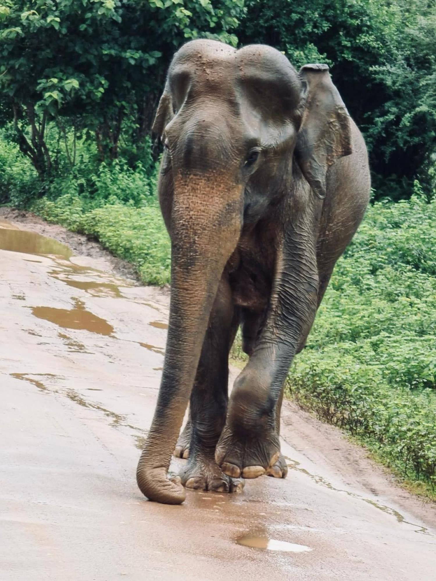 Elephant Paradise Safari Bungalow Udawalawe Dış mekan fotoğraf