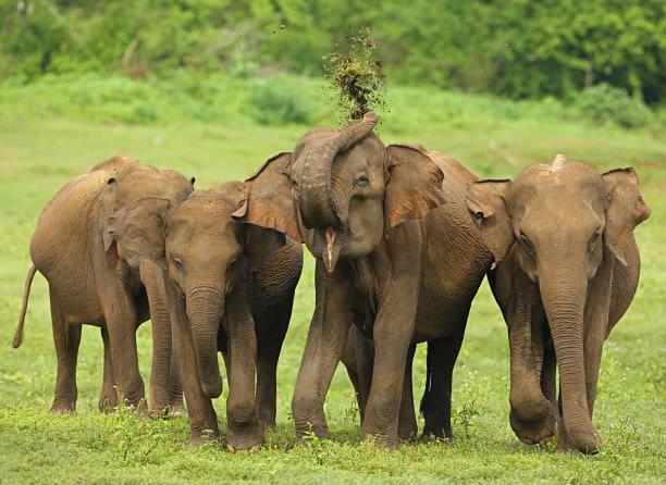 Elephant Paradise Safari Bungalow Udawalawe Dış mekan fotoğraf