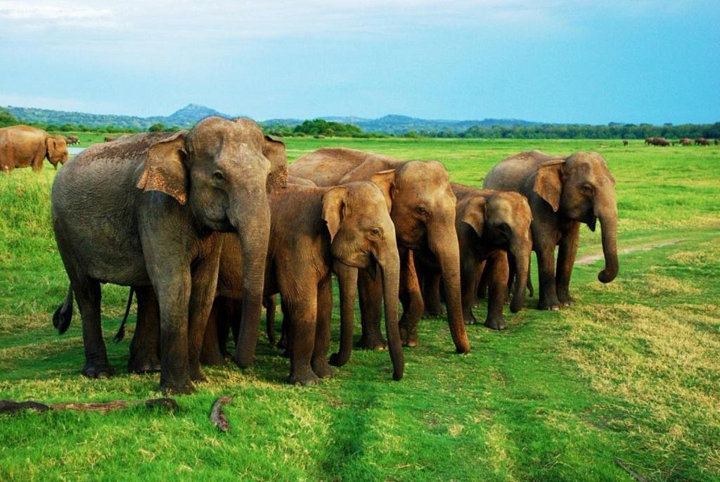 Elephant Paradise Safari Bungalow Udawalawe Dış mekan fotoğraf