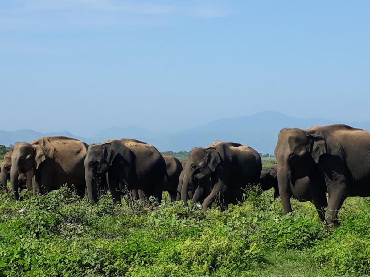 Elephant Paradise Safari Bungalow Udawalawe Dış mekan fotoğraf
