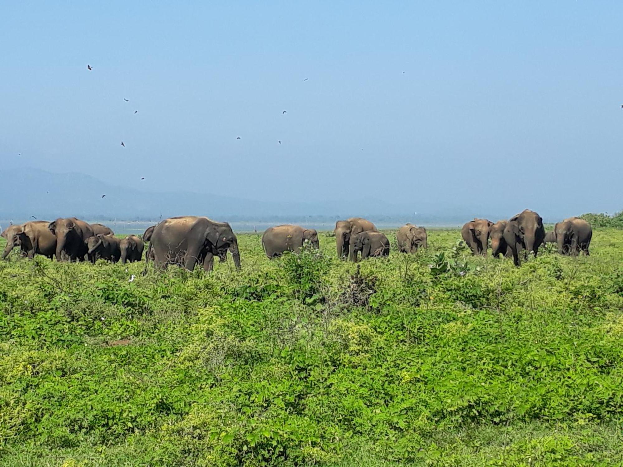 Elephant Paradise Safari Bungalow Udawalawe Dış mekan fotoğraf