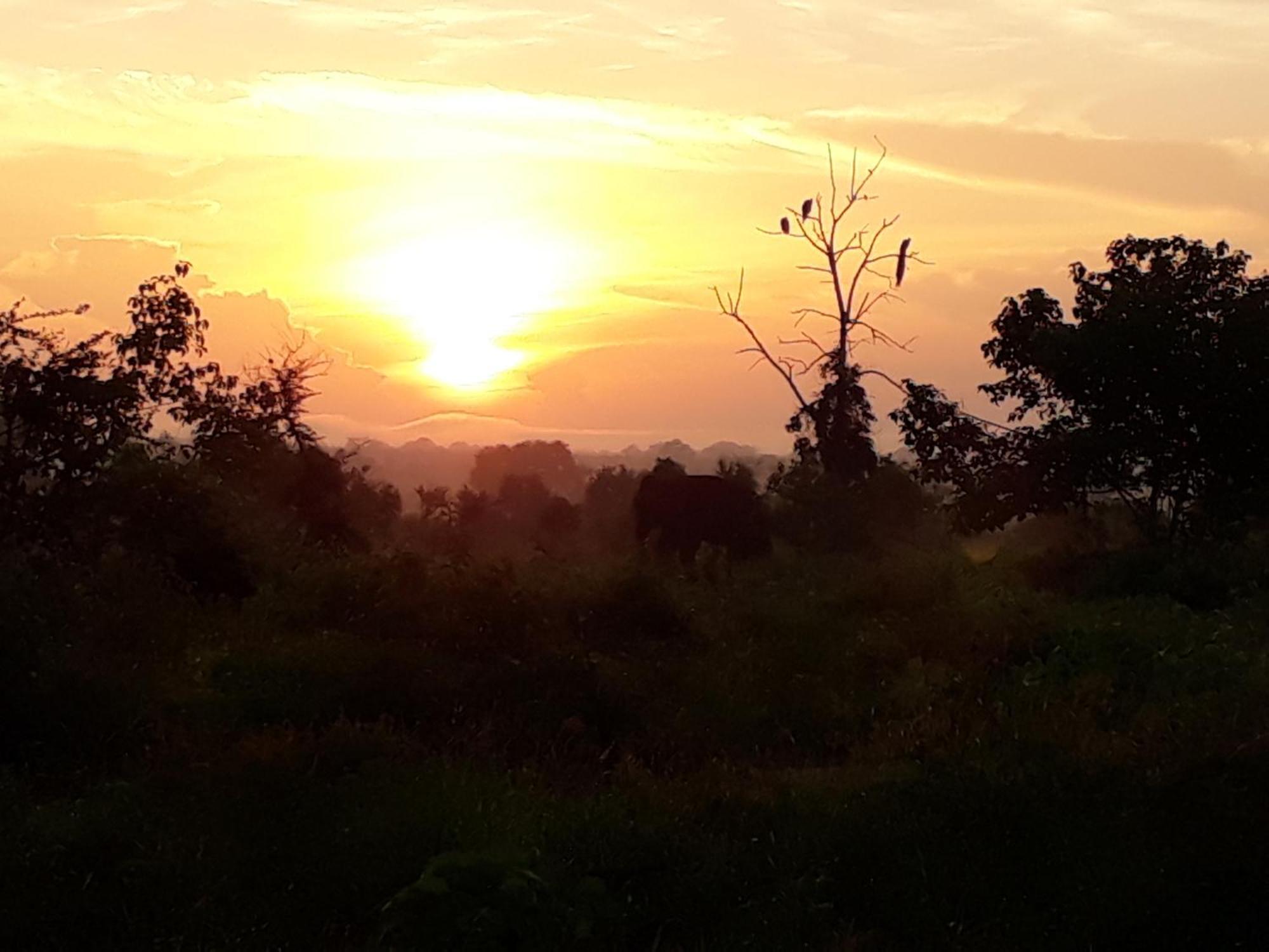 Elephant Paradise Safari Bungalow Udawalawe Dış mekan fotoğraf